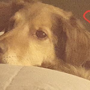 Meet your Posher, Dani